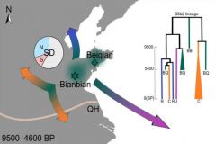 山东古代人群古DNA研究